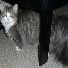 Blanding af racer Fandi