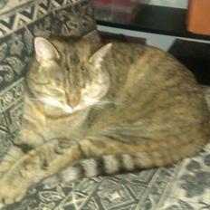 Huskat Tiger (min moster og onkels kat)