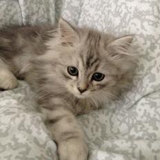 Blanding af racer Villads