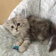 Blanding af racer Villads