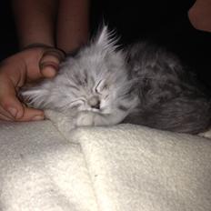 Blanding af racer Villads