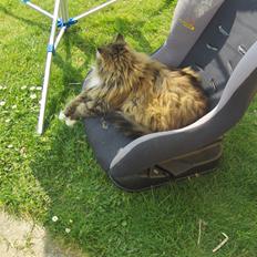 Blanding af racer tullemis