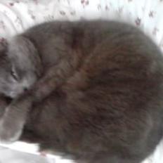 Blanding af racer Cirkeline