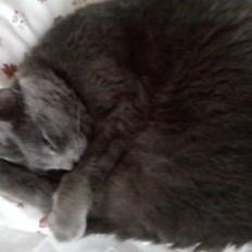 Blanding af racer Cirkeline