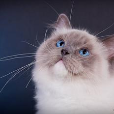 Ragdoll S* Gunbertus Echo JW