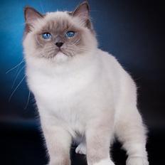 Ragdoll S* Gunbertus Echo JW