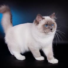 Ragdoll S* Gunbertus Echo JW