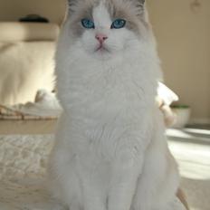 Ragdoll Kittyrags Melina