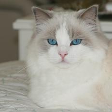 Ragdoll Kittyrags Melina