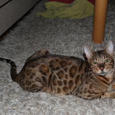 Bengal Fashion (Himmelkat) død 2021
