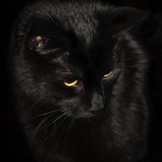 Huskat Anubis