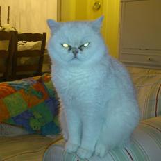 Exotic Vinzent Von Gørtz