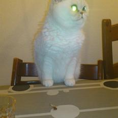 Exotic Vinzent Von Gørtz