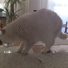 Exotic Vinzent Von Gørtz