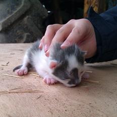 Blanding af racer Pelle(Elsker dig for evigt)