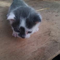 Blanding af racer Pelle(Elsker dig for evigt)