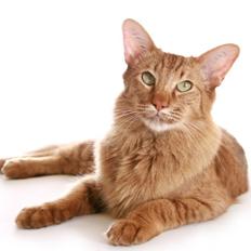 Orientalsk Langhåret DK*Arjuna's Fætter Lavben (Arthur)