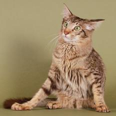 Orientalsk Langhåret DK*Arjuna's Al "Scarface" Capone