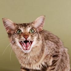 Orientalsk Langhåret DK*Arjuna's Al "Scarface" Capone