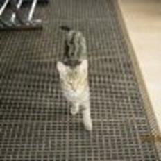 Blanding af racer Speedy