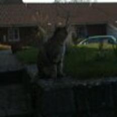 Blanding af racer Speedy