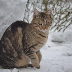 Blanding af racer Speedy