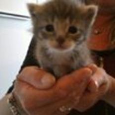 Blanding af racer Molly