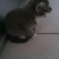 Blanding af racer Molly