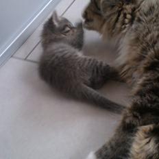 Blanding af racer Molly