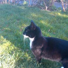 Blanding af racer Blackie