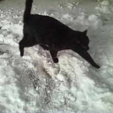 Blanding af racer sorte