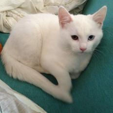 Huskat Kulak