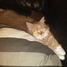 Blanding af racer Elvira