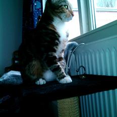 Huskat Sofie *himmelkat*
