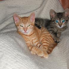 Blanding af racer Garfield