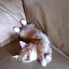 Blanding af racer Nissan