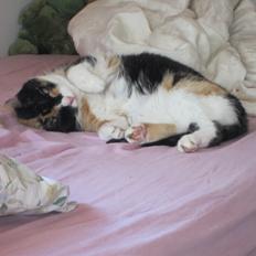 Huskat Trunte missen