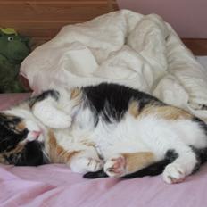 Huskat Trunte missen