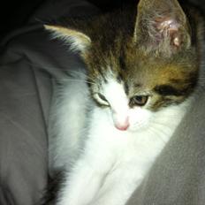 Blanding af racer Patrol