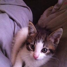 Blanding af racer Patrol