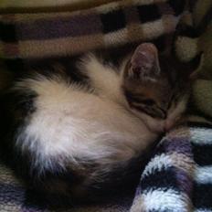 Blanding af racer Patrol