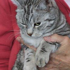 Europé IC. Mumindalens Silver Tess