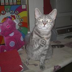 Europé IC. DK*Boholdt Pippi Langströmpe