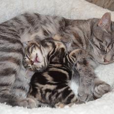 Europé IC. DK*Boholdt Pippi Langströmpe