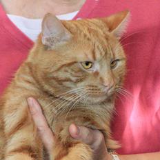 Europé DK*Boholdt Dan Tyrell