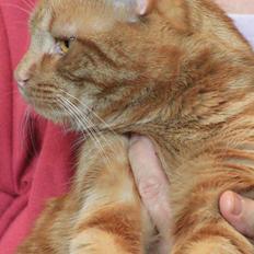 Europé DK*Boholdt Dan Tyrell