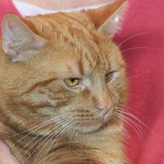 Europé DK*Boholdt Dan Tyrell