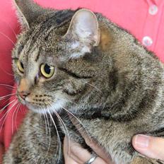 Europé U-Charmtroll v.Tabbygaard*CH