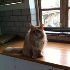 Maine Coon Felix