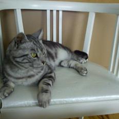 Europé GIC Mumindalens Ikaros